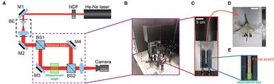 Real-Time Visualization of Scent Accumulation Reveals the Frequency of Floral Scent Emissions